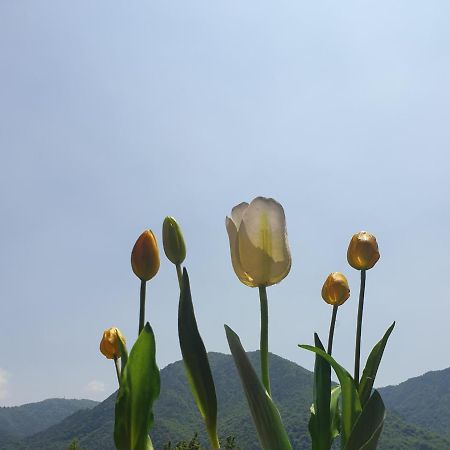 B&B Tulipano Crone Bagian luar foto