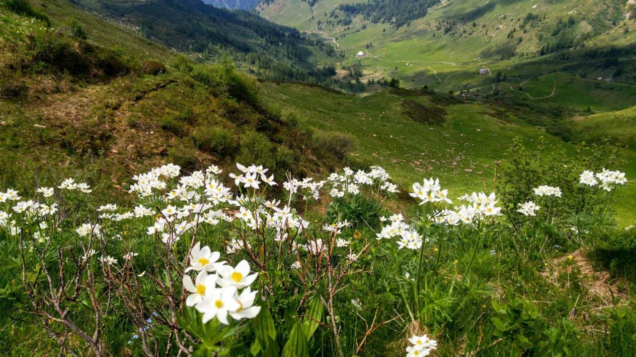 B&B Tulipano Crone Bagian luar foto
