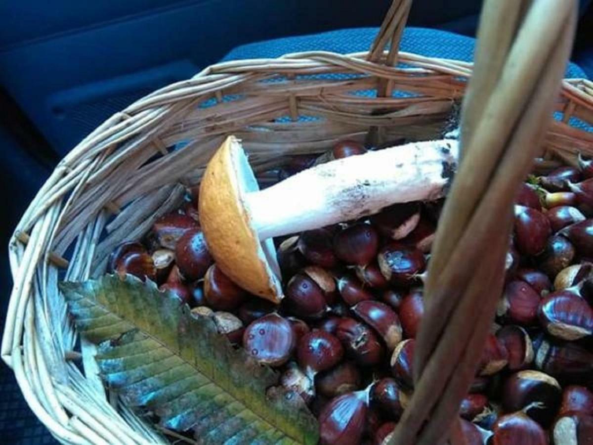 B&B Tulipano Crone Bagian luar foto