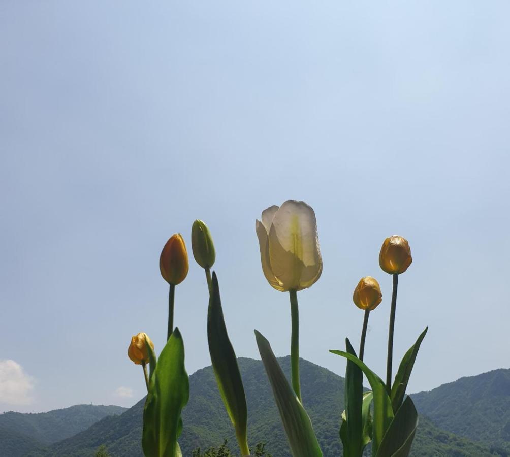 B&B Tulipano Crone Bagian luar foto
